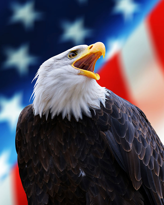 Bald Eagle In Front Of American Flag